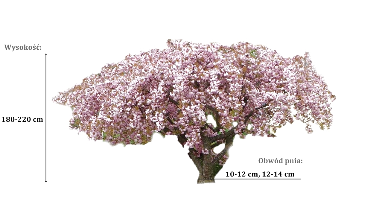 wisnia kiku shidare zakura - duze sadzonki drzewa o roznych obwodach pnia